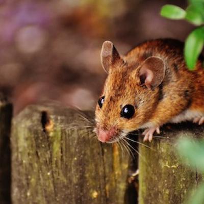 Deer Mouse on Wooden Fence
