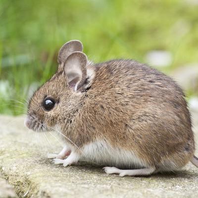 House Mouse
