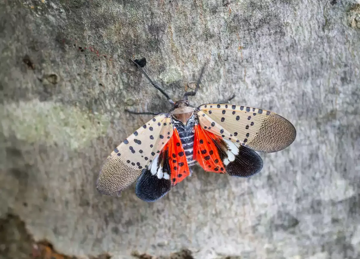 spotted-lantern-fly