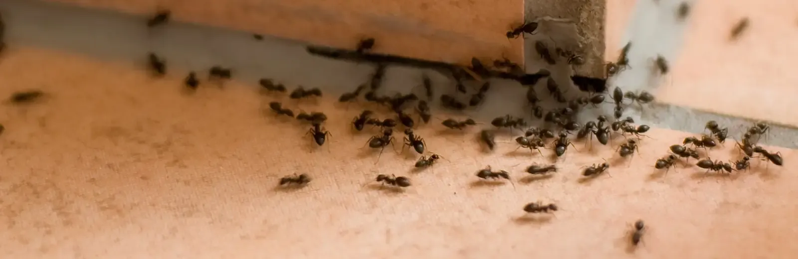 ants on tile floor