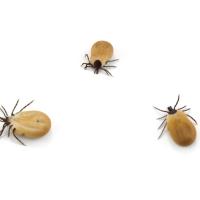 ticks-white-backround