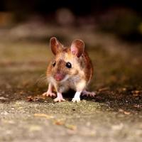 Mouse with perked ears sitting on concrete floor