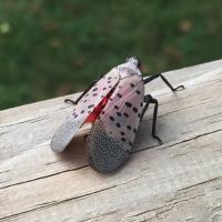 Spotted Lanternfly sitting on bark