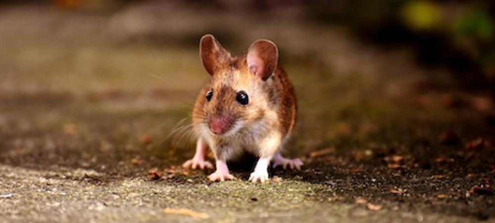 Mouse with perked ears sitting on concrete floor