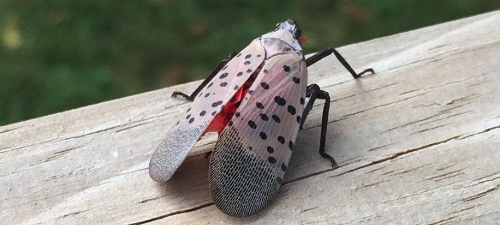 Spotted Lanternfly sitting on bark