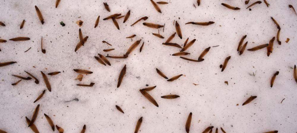 termites-swarming