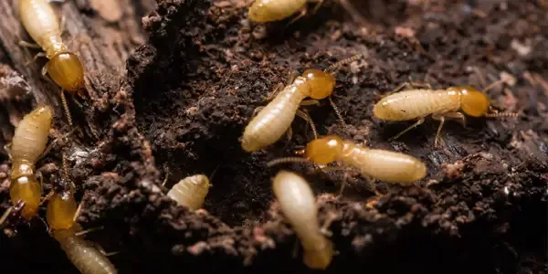 termites