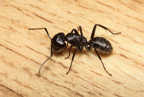 Ant Control