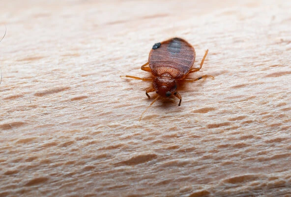 Bed Bug Treatment