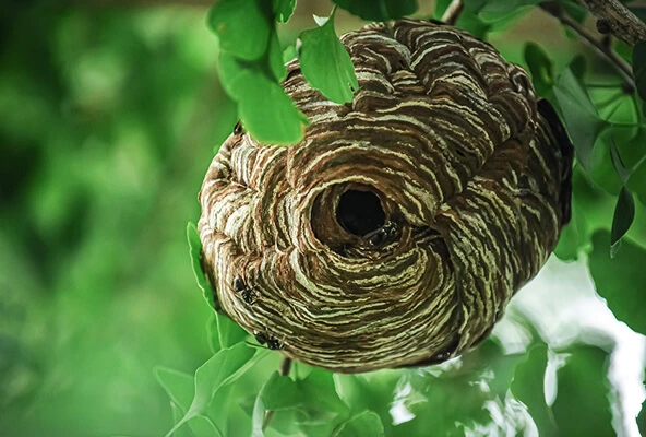 Bee and Wasp Control