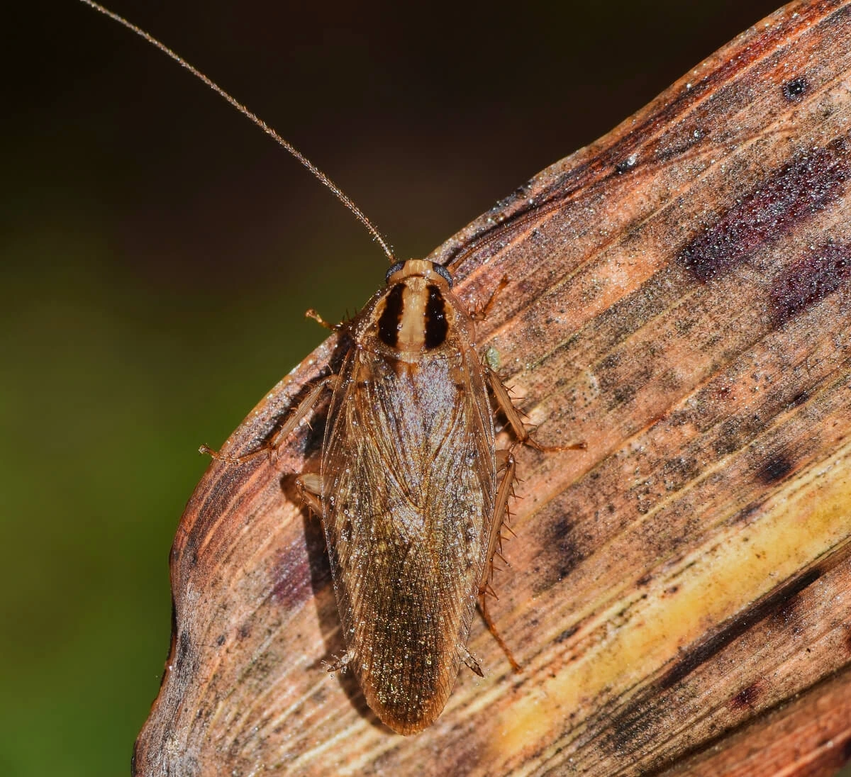 Up close image of a German Cockroach