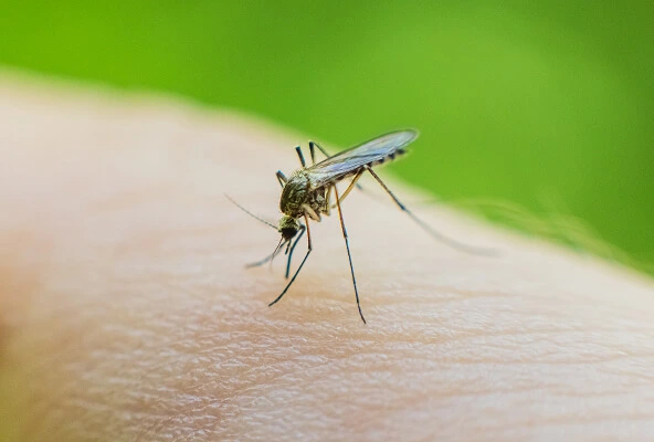 Mosquito and Tick Control