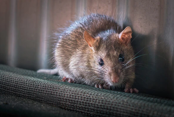 Rat Control