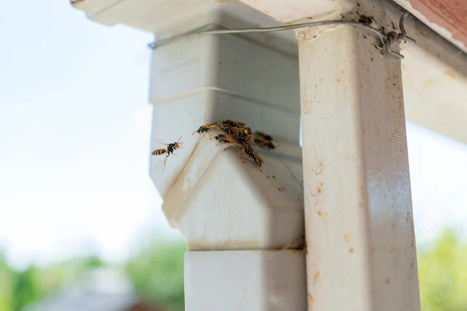 Wasps flying