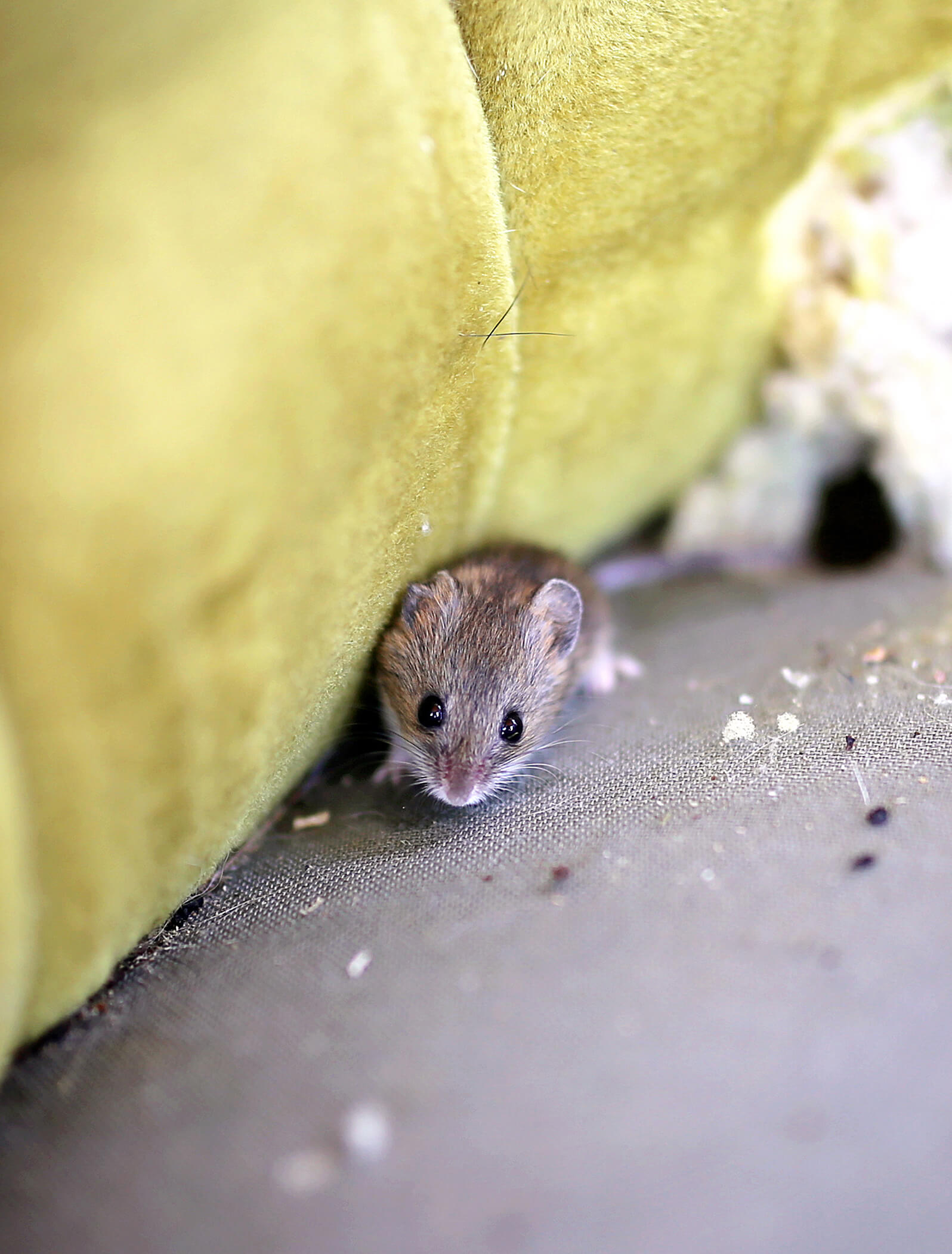 Mouse image