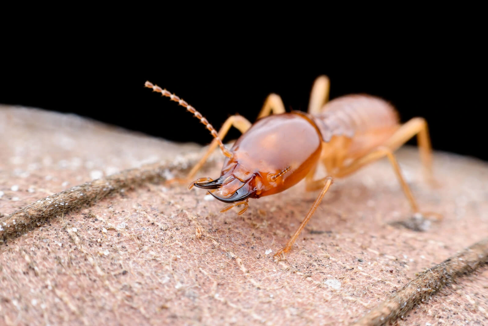 Termite Pest Control
