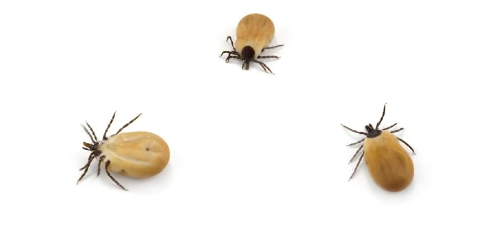 Ticks