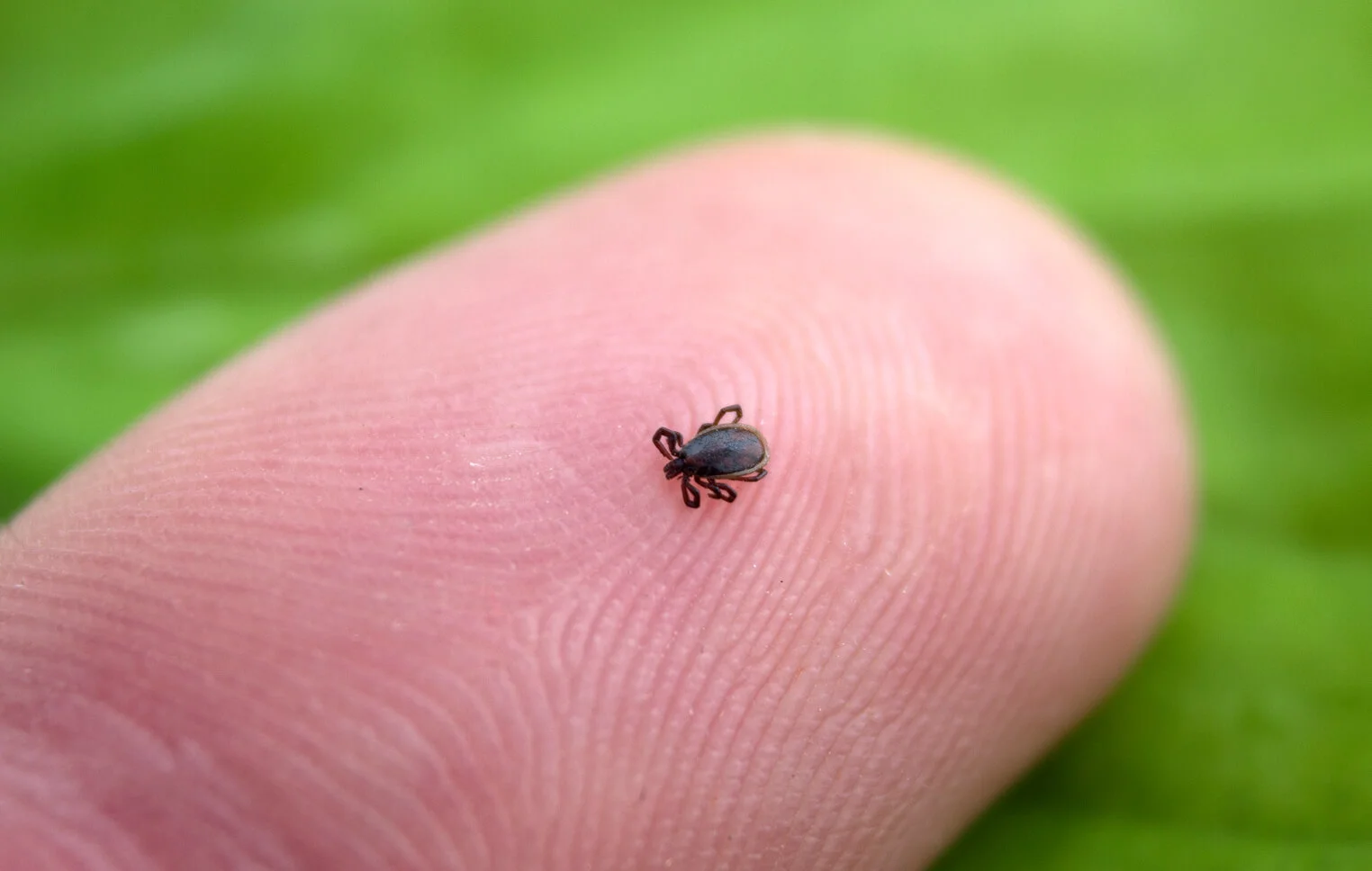 Ransford Pest Control Tick Removal