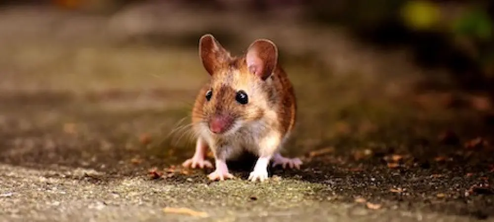 Mouse