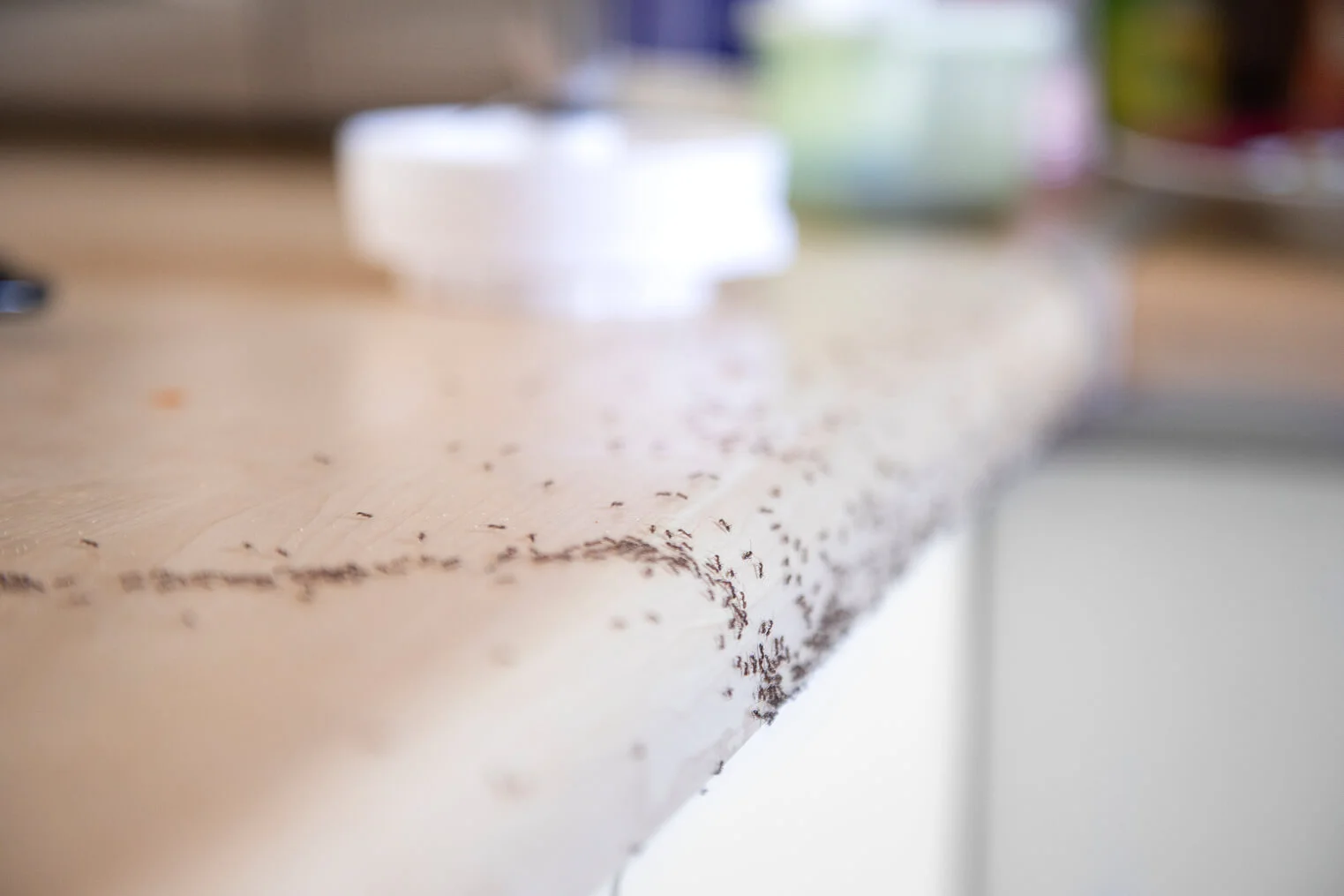 Ants in a home