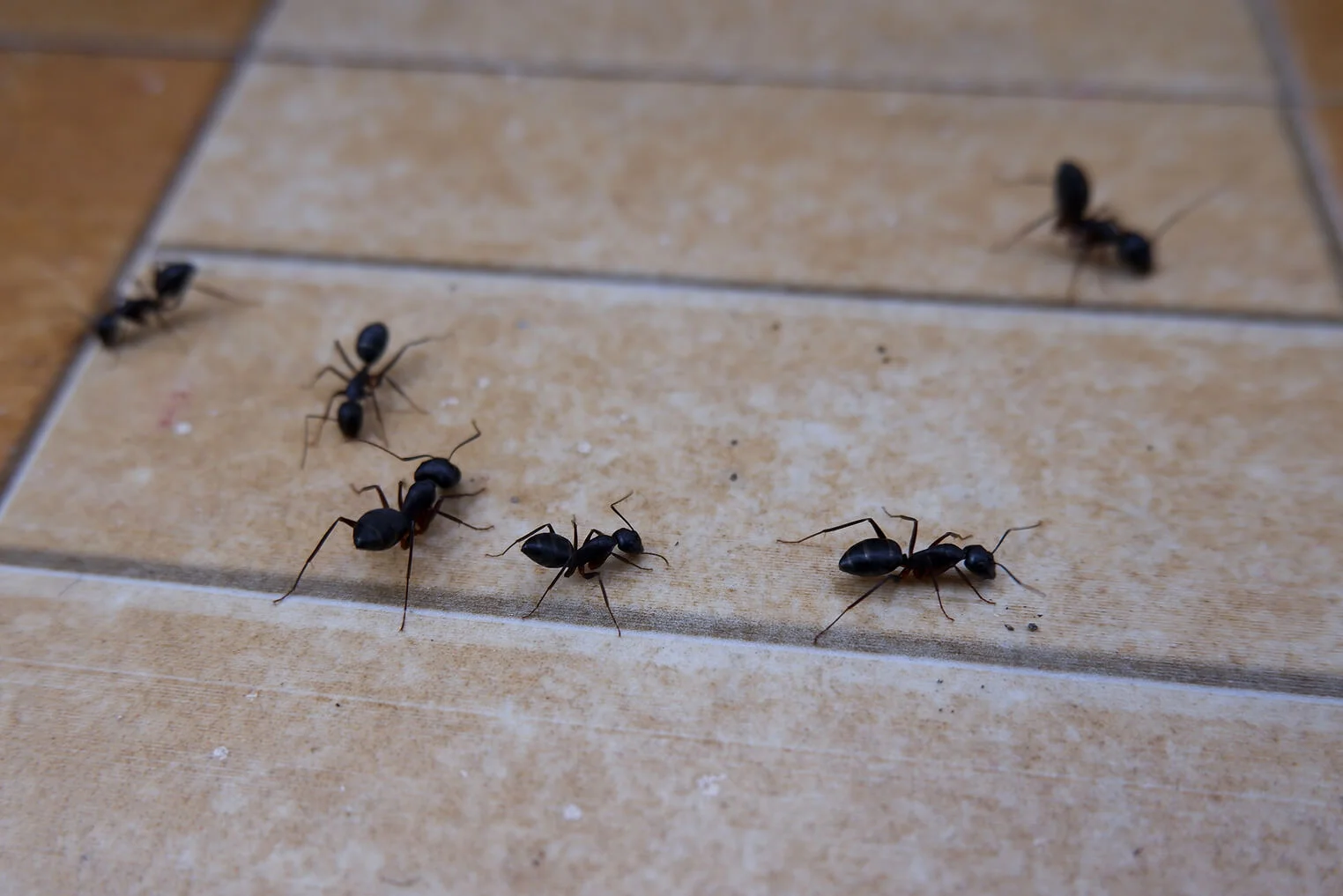 Ants in a home