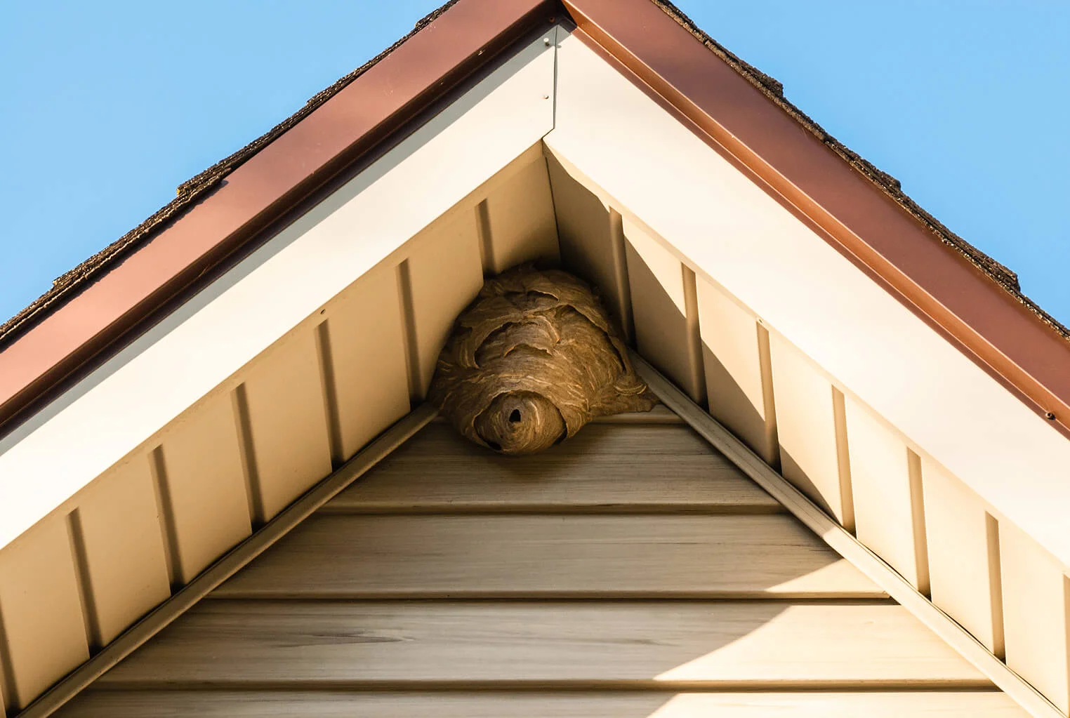 Ransford Bee and Wasp removal