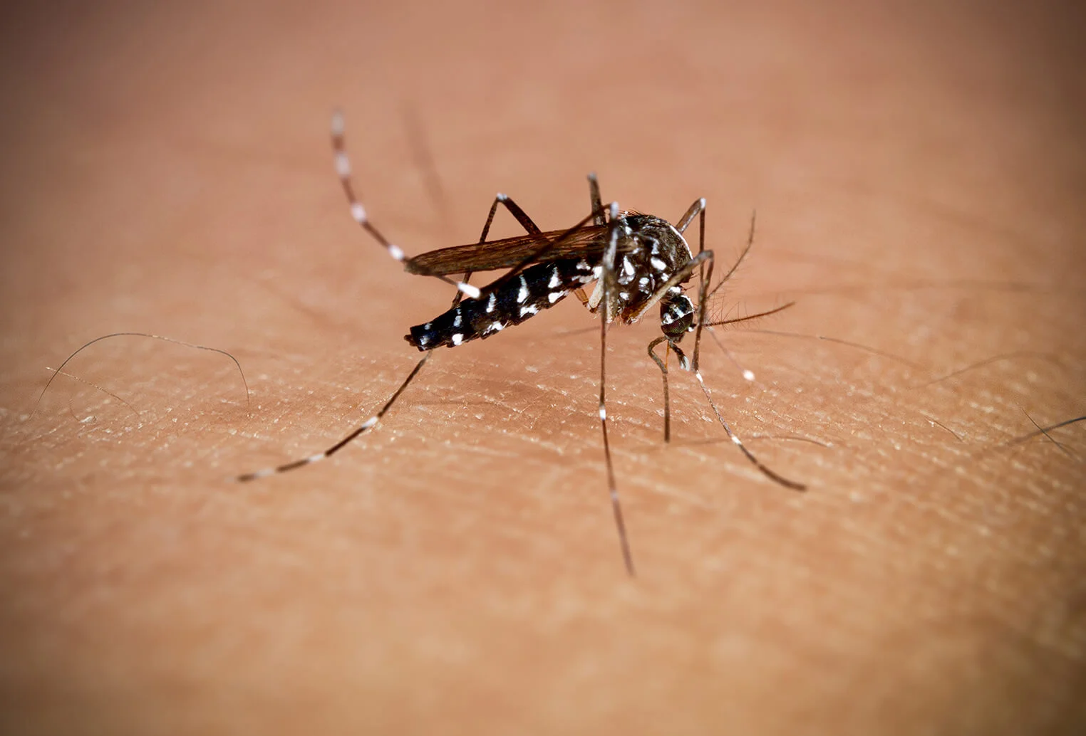 Close up of a mosquito