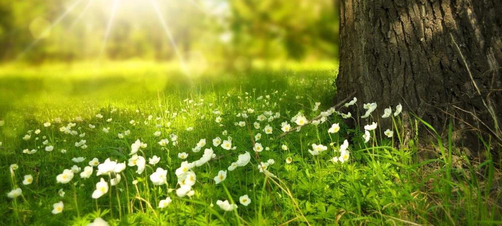 Spring sun in yard.