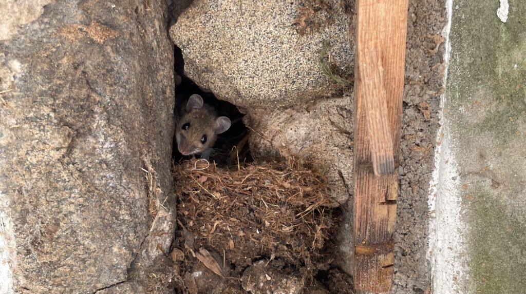 Mouse peaking out of field stone foundation