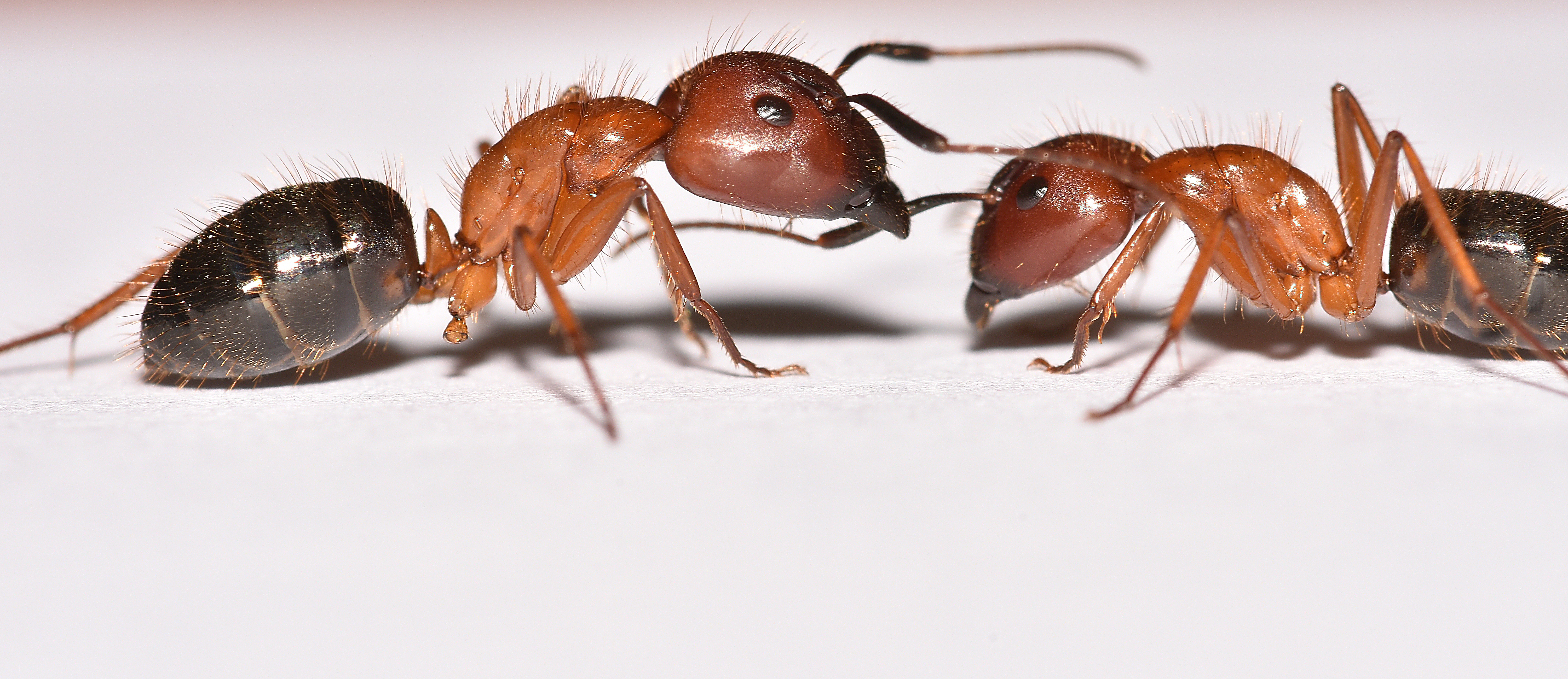 Macro close-up of two carpenter ants facing each other, showing their reddish-brown bodies, pinched waists, and elbowed antennae — key identifying features for Massachusetts homeowners