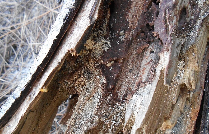 Carpenter Ants vs. Termites: How to Tell What’s Really Damaging Your Home