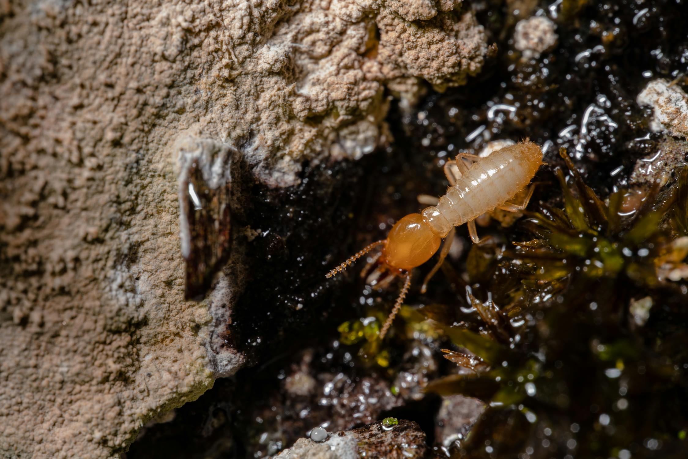 Close-up of a subterranean termite worker showing its translucent white body, straight waist, and bead-like antennae