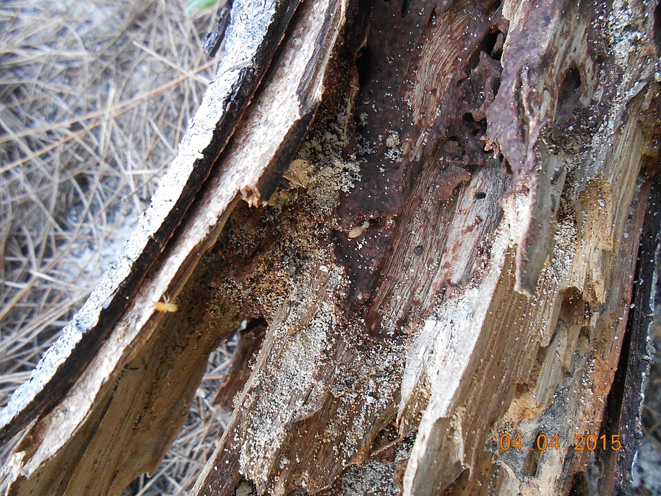 Close-up of termite damage in wood showing rough ragged galleries typical of subterranean termite infestation in Massachusetts homes