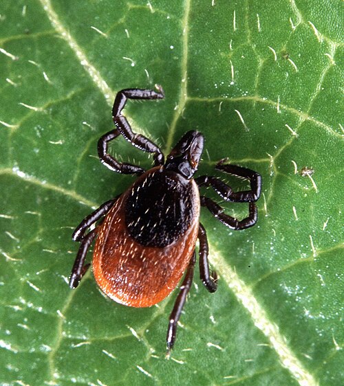 Close-up photo of a deer tick (blacklegged tick) showing black legs and reddish body