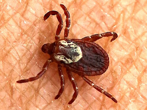 Close-up photo of an American dog tick showing brown legs and white mottled markings
