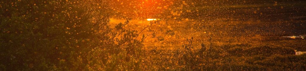 Swarm of mosquitoes in the air