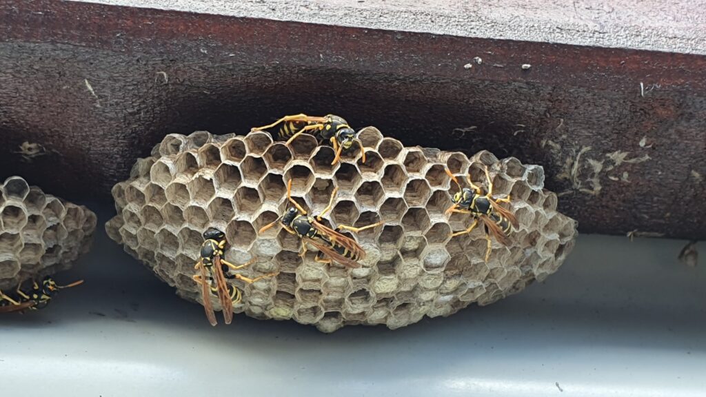Paper wasp nest