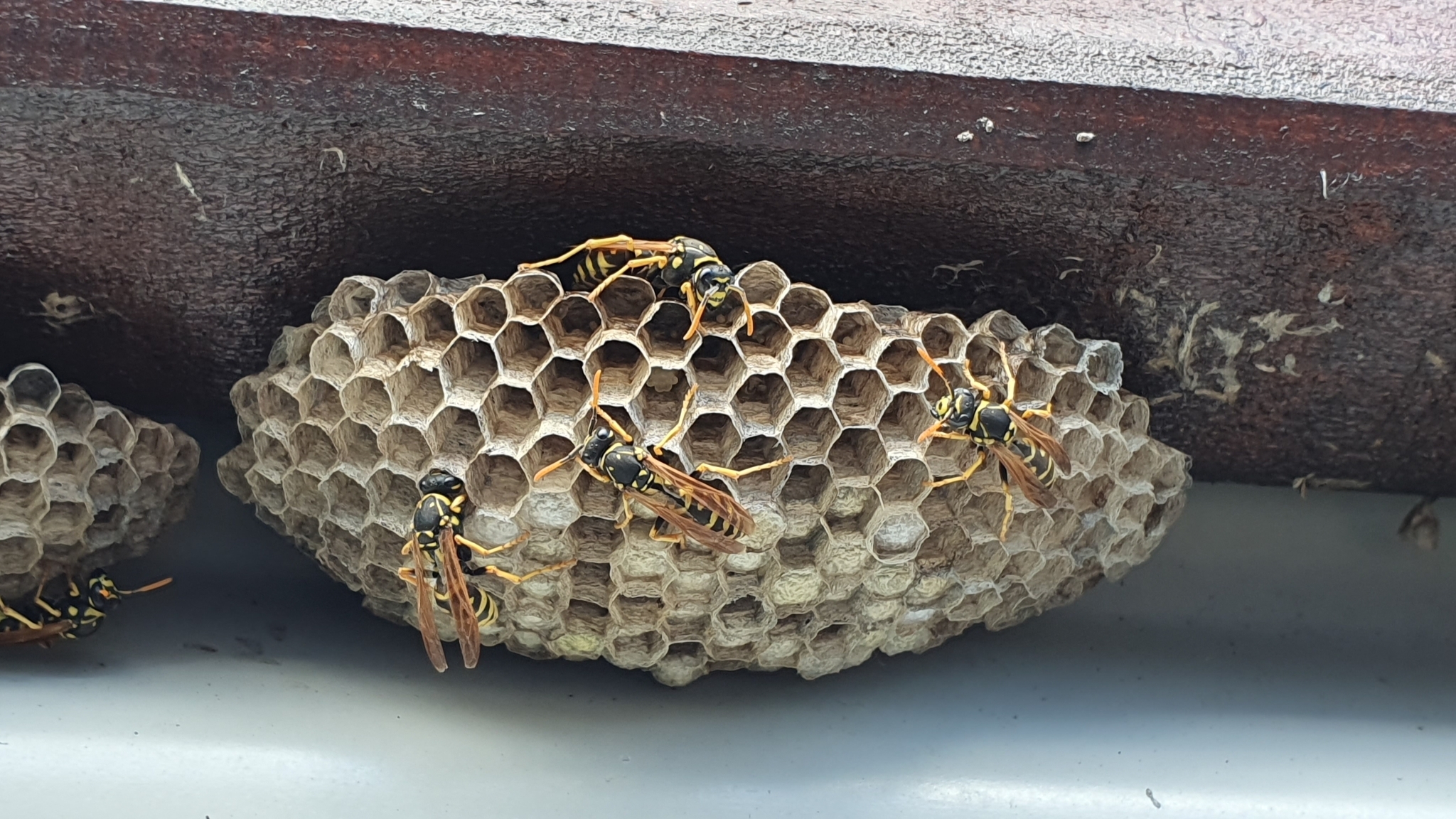 The Ultimate Guide to Massachusetts’ Wasps: Identification, Prevention, and Safe Removal.