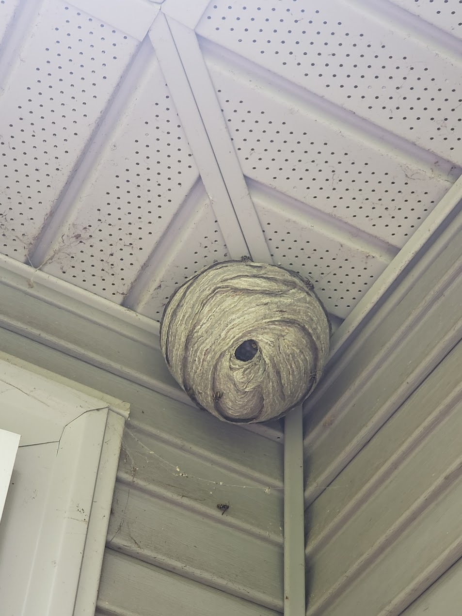 Aerial yellowjacket nest