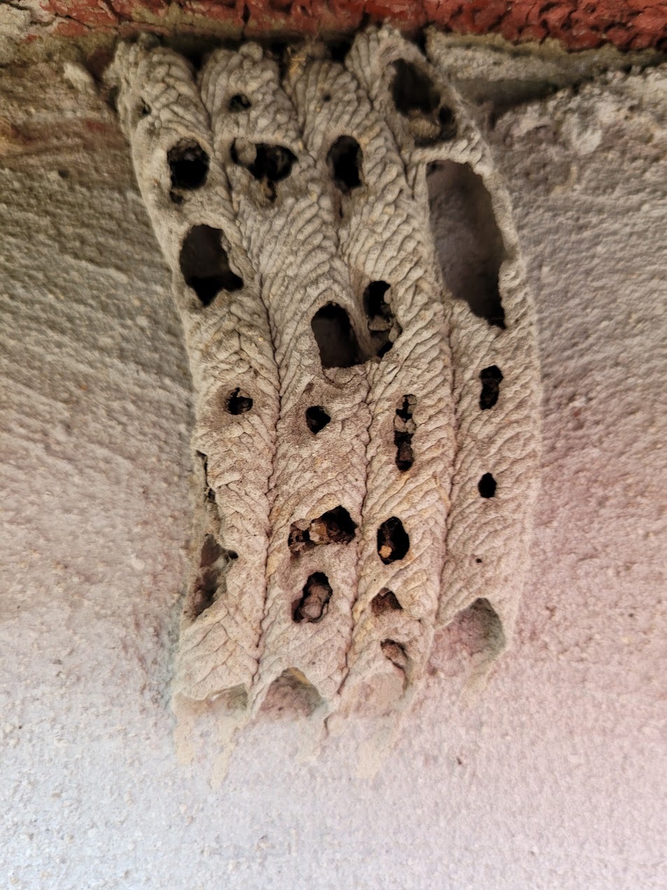 Mud dauber nest