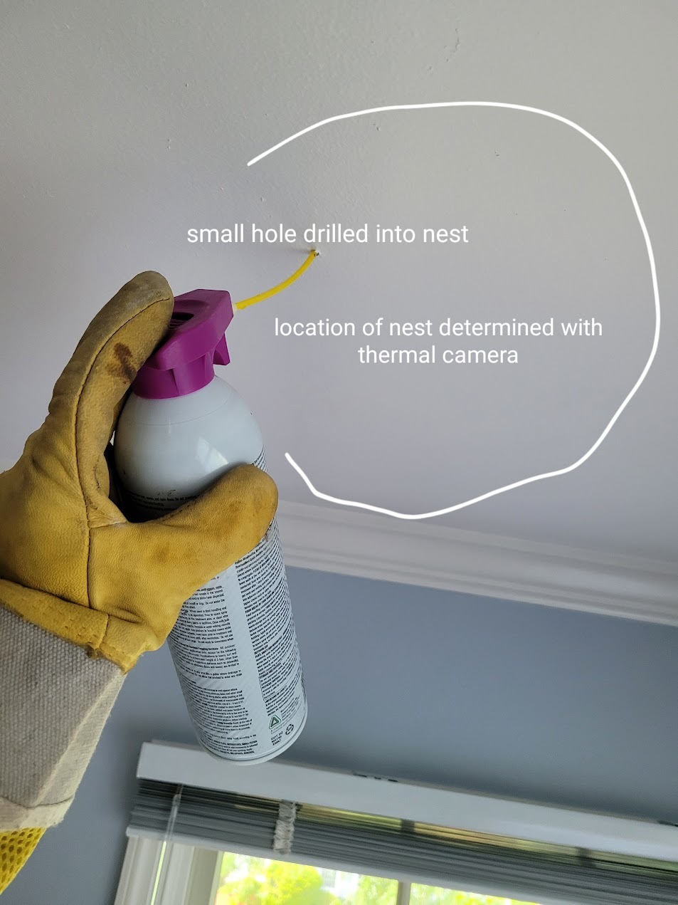 Wasp void nest detail