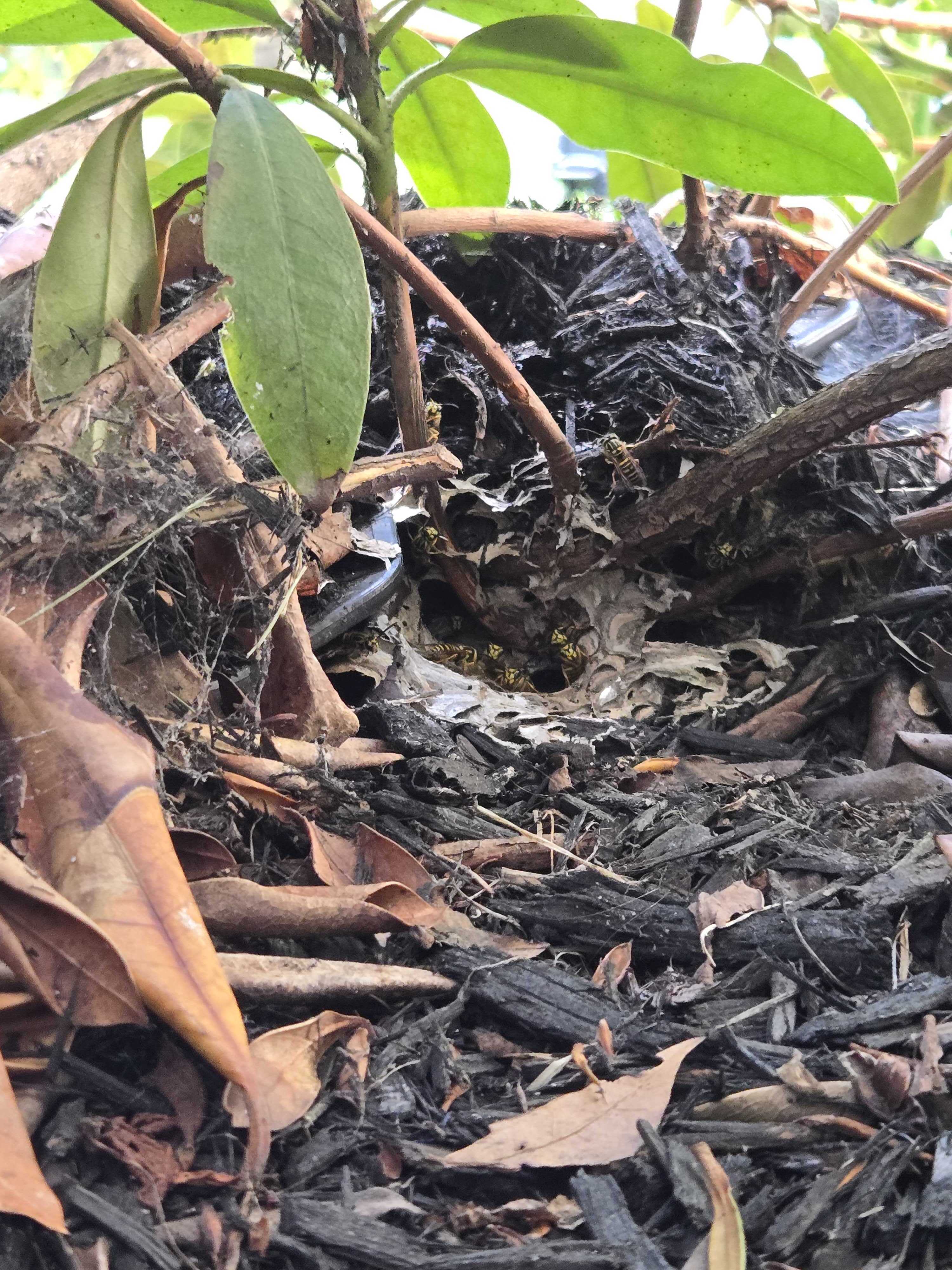 Wasp ground nest entrance