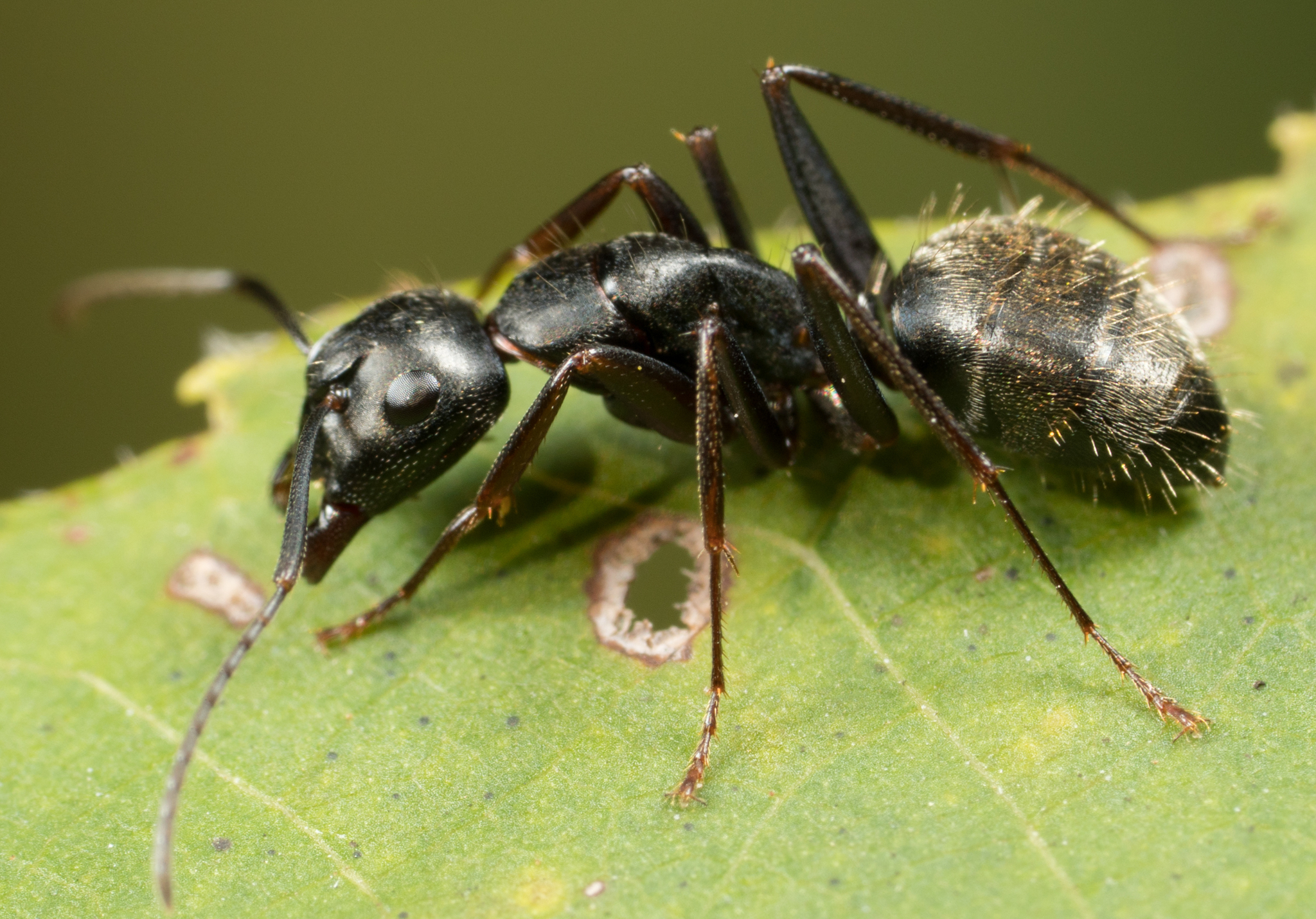 up close of a caprenter ant