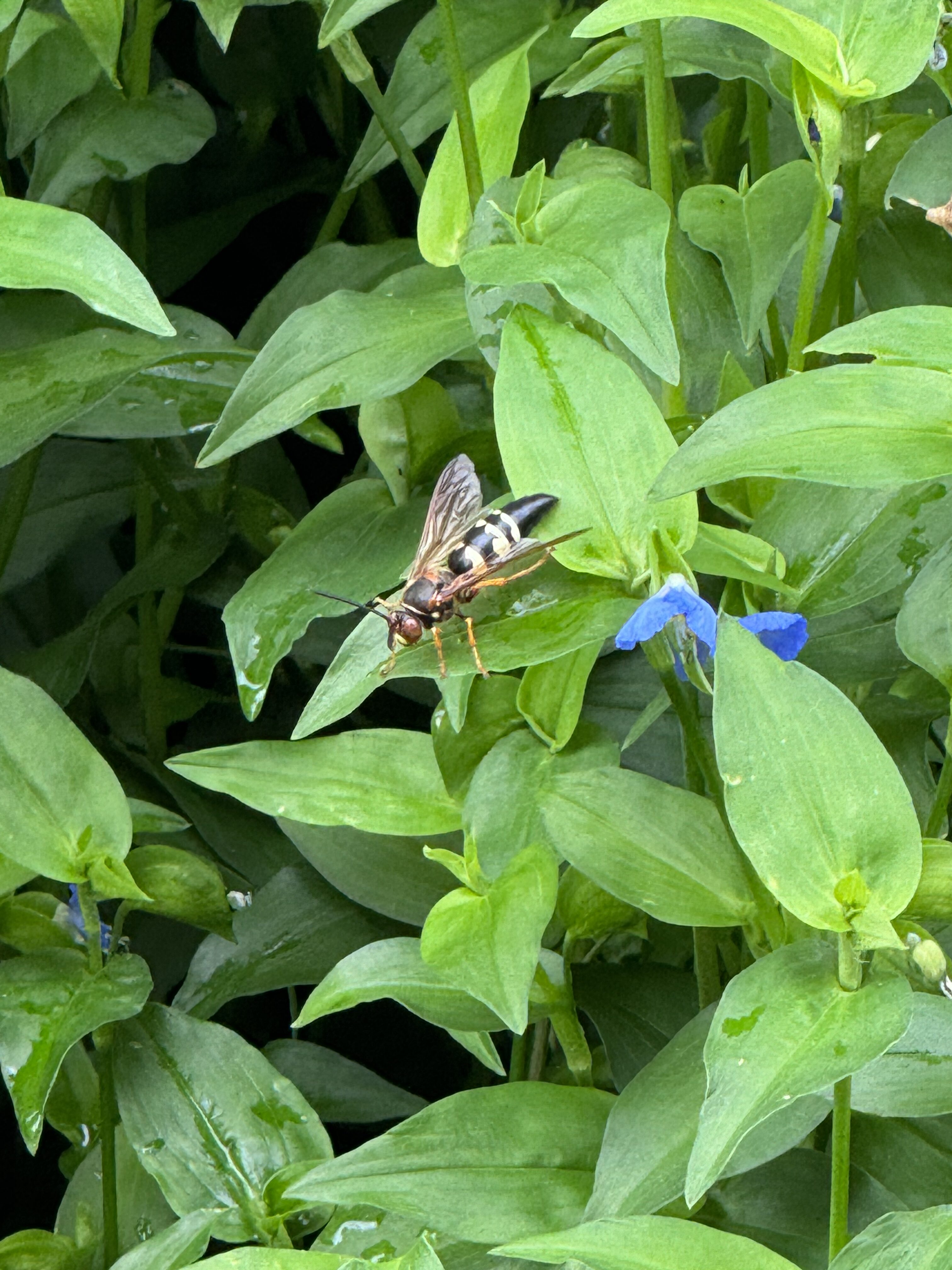 Cicada Killer on plants