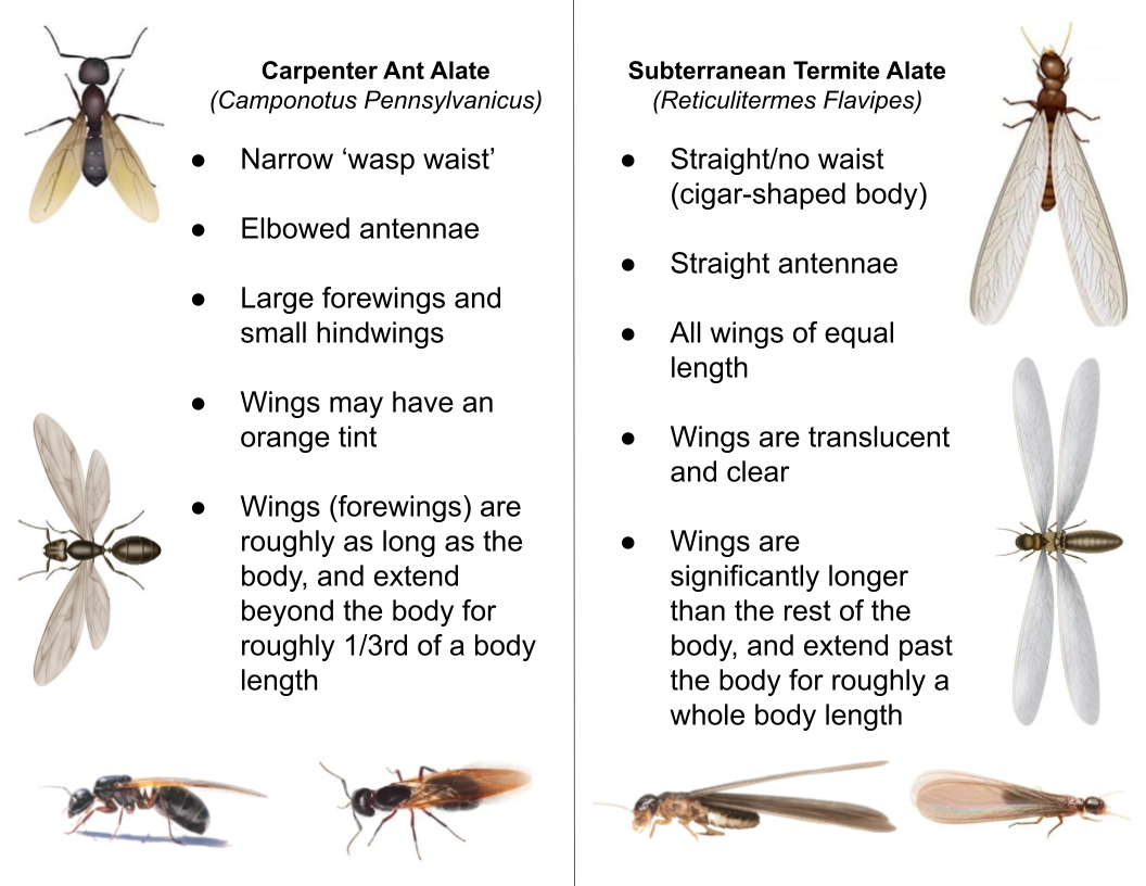 graphic comparing carpenter ant alates and subterranean termite alates