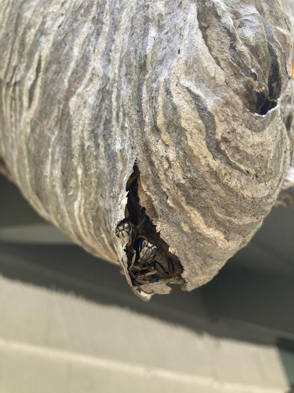 Wasp Wednesday – Bald Faced Hornets