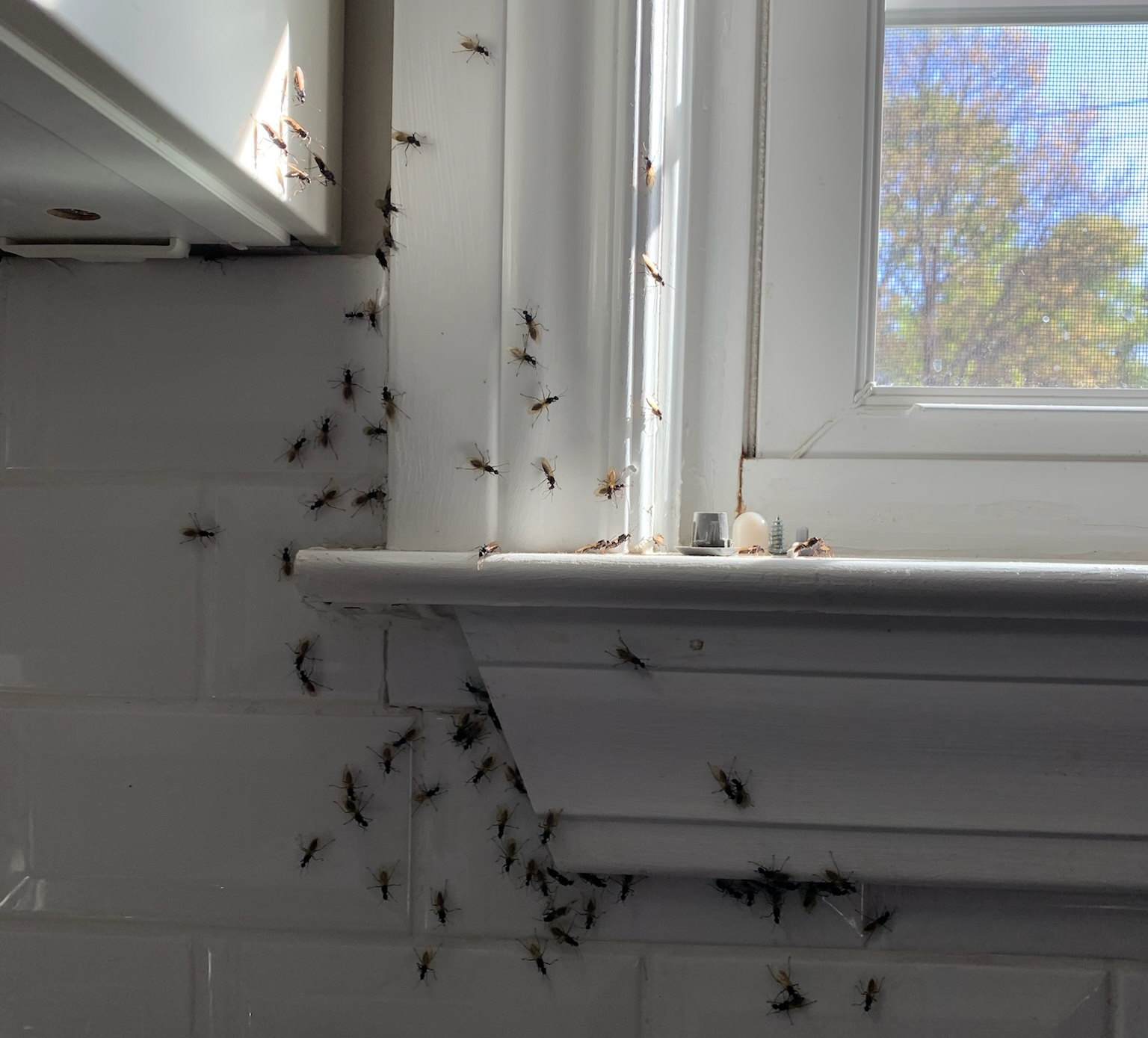 Carpenter Ants in Massachusetts: Identification, Damage & Nests