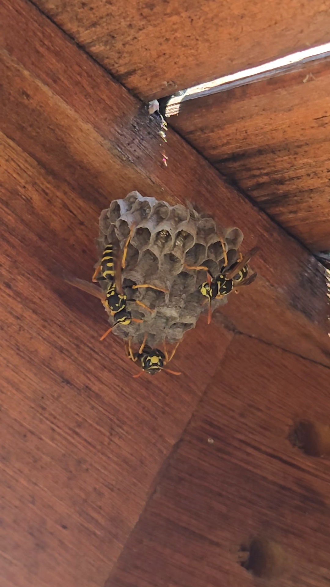 Paper wasps on a nest.